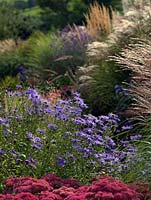 Aster amellus 'King George' in a large perennial border with Sedum, Verbena, Miscanthus and Deschampsia.