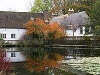 Reflected in lake, yellow and orange foliage of Cotinus coggygria Flame, smoke bush. Old millhouse and thatched cottage behind.