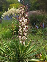 Yucca elephantipes Variegata, Giant yucca, an evergreen shrub with pointed, sharp leaves and, on mature plants, tall spikes of white flowers.