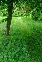 Mown path through rough grass. Hardwicke House, Fen Ditton.