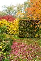 Beech hedge and box topiary contrasting with autumn colour of Prunus avium, pleached lime, cotinus and fallen leaves of Prunus cerasifera 'Nigra'. Hardwicke House, Fen Ditton, Cambridge