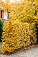 Hedge of Carpinus betulus -hornbeam in autumn with lime tree in background