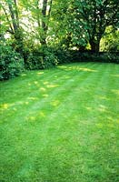 Garden lawn mown with stripes, dappled shade from trees
