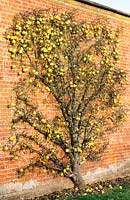 Pear 'Josephine de Malines'. Mature fan trained tree laden with fruit growing against brick wall. November.
