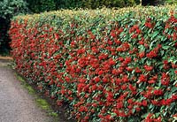 Cotoneaster lacteus grown as a formal clipped hedge laden with berries in autumn. Cambridge Botanic Gardens