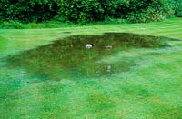 Flooded lawn after heavy rain in summer with Mallard duck and drake.