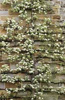 A trained pear in blossom on the wall of the house at Great Dixter. Pyrus