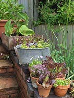 Onions, thyme, viola and lettuce in pots by steps. Alys Fowler's 18m x 6m, organic garden. Productive and pretty, a mix of fruit, herbs, flowers and vegetables thrive. 