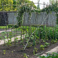Twig framework ready for runner beans in vegetable garden.