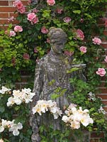 Statue flanked by Rosa 'Sally Holmes'. Behind on wall, pink Rosa 'Mdme Gregoire Staechelin'.