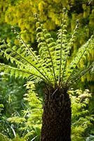 Dicksonia antarctica - Tree fern fronds unfurling in late spring. 