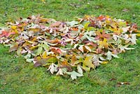 Planting a snowdrop heart - Mark out a heart shape on lawn with fallen autumn leaves