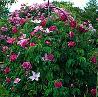 An obelisk covered by Rosa 'Charles de Mills' and Clematis 'Hagley Hybrid'.