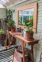 A conservatory with a selection of vintage gardening tools, a chilli plant, young nasturtium and gardening paraphernalia.