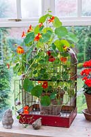 A bird cage used as a support for Nasturtiums in conservatory.