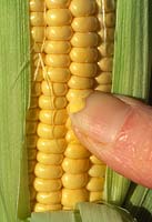 Sweetcorn, testing for ripeness, if milky fluid present when kernel is punctured