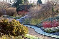 Frosted winter garden at cambridge university botanical garden, coloured salix stems, frosted lawn, curving gravel path