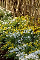 Galanthus nivalis 'Flore Pleno' - Snowdrops and Eranthis hyemalis - Winter Aconite. Naturalised bulbs in a hedge bottom