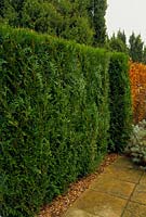 Hedge of Thuja plicata - Western red cedar