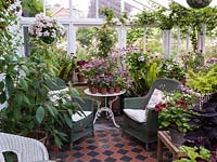 North facing conservatory with collection of pelargoniums, and wicker chairs for sitting in the cool in the summer. Top left, tall grafted Pelargonium 'Spot-on-Bonanza'.