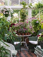 North facing conservatory with collection of pelargoniums, and wicker chairs for sitting in the cool in the summer. Fern. Top left, tall grafted pelargonium 'Spot-on Bonanza'.