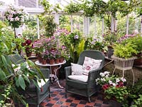 North facing conservatory with collection of pelargoniums, and wicker chairs for sitting in the cool in the summer. Top left, tall grafted Pelargonium 'Spot-on-Bonanza'. Fern.
