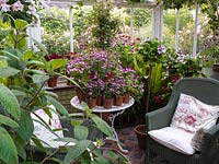 North facing conservatory with collection of pelargoniums, and wicker chairs for sitting in the cool in the summer.