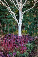 Betula var. jacquemontii 'Grayswood Ghost' with Bergenia Bressingham Ruby, Himalayan Birch. February.
