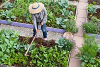 Gardener loosening the soil between seedlings