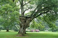 Wooden treehouse with ladder, in ancient sycamore tree. Plas nywdd. Anglesey, Wales