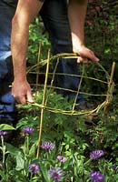 Man placing plant support over clump of delphinium. 