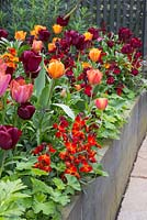 Raised border containing Tulip 'Jan Reus', Tulip 'Malaika', Tulipa 'Brown Sugar', Tulip 'Cairo' and Wallflowers