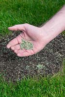 Restoring a damaged lawn step by step - Sow grass seed onto bare soil.