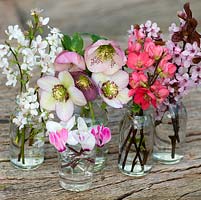 Blossom posie step by step in March. Arranged in separate glass bottles, pink cherry blossom, white blackthorn, stems of flowering quince, pink and white cyclamen, cream and pink hellebores. Prunus cerasifera, Prunus spinosa, Helleborus x hybridus 'Ashwood Garden Hybrids', Chaenomeles x superba 'Pink Lady' and Cyclamen coum