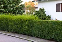 Hedge of Ligustrum vulgare being cut - early September - Private garden, Malmo, Sweden
