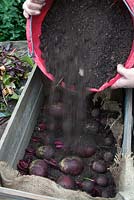 Step-by-step. Storing root vegetable beetroot in a box. Cover with more soil