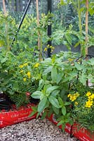 Tomato plants with companion planting of Mint, Tagetes and Chives to help keep greenhouse free of pests