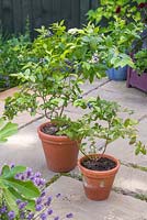 Twin terracotta pots on a patio containing blueberry plants