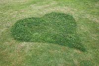 A heart shaped Clover mound left behind after mowing. This ensures insects and bees come back to your garden to visit the flowering Clover.