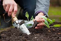 Planting out spring cabbage plug plants with a trowel