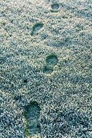 Footprints across frosty grass