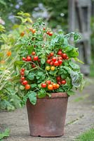 Tomato Bitonto F1. Dwarf bush tomato in terracotta pot