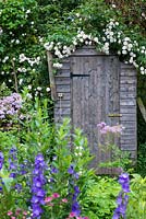 A wooden tool shed with rambling Rosa 'Felicite et Perpetue'
