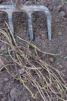 Elymus repens - Couch grass, invasive root system being removed.