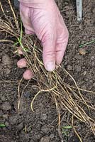 Elymus repens - Couch grass, invasive root system being removed.
