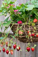 Hanging basket of Strawberry 'Tarpan' bears a steady supply of bright pink flowers and small, sweet fruit for weeks on end.