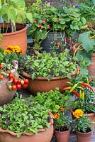 Pot of 'cut and come again' salad leaves, amongst pots of beans, tomatoes, strawberries, peppers and French marigolds.