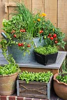 A recycled wash tub planted with spring onions, cos lettuce, Tomato 'Losetto' and marigolds, Calendula officinalis, a companion plant to deter whitefly from tomatoes. Alongside pots with salad leaves and vegetable seedlings.