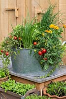 A recycled wash tub planted with spring onions, cos lettuce, Tomato 'Losetto' and marigolds, Calendula officinalis, a companion plant to deter whitefly from tomatoes. Alongside pots with salad leaves and vegetable seedlings.