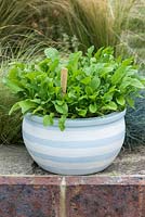 Rocket in a terracotta pot painted with stripes using blue and white emulsion paint.